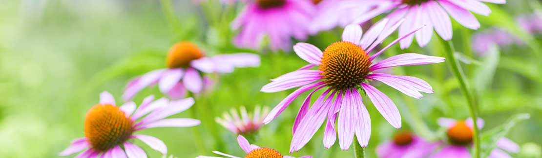 Echinacea 