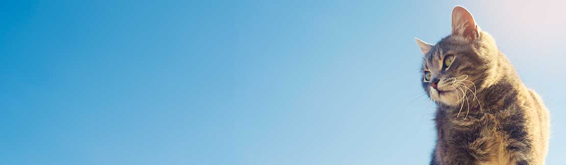 Katze - Nahrungsergänzung & Wachstum